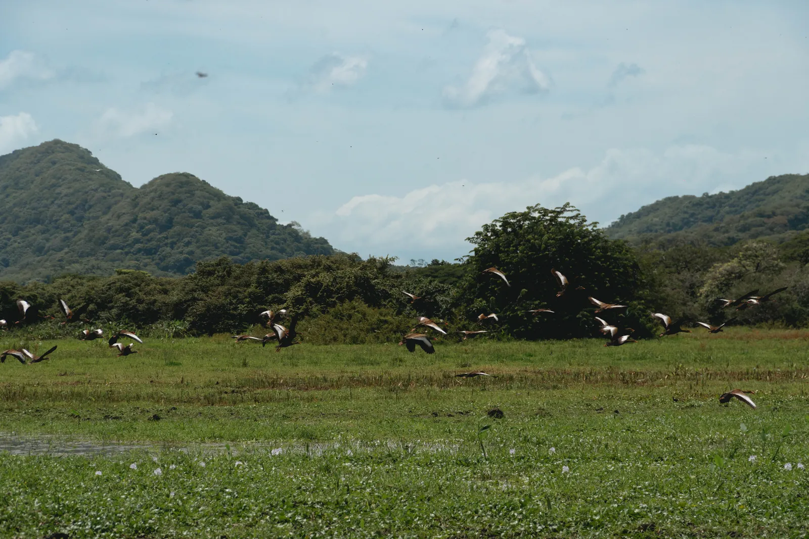 La Bolsa Wetlands — photo 1