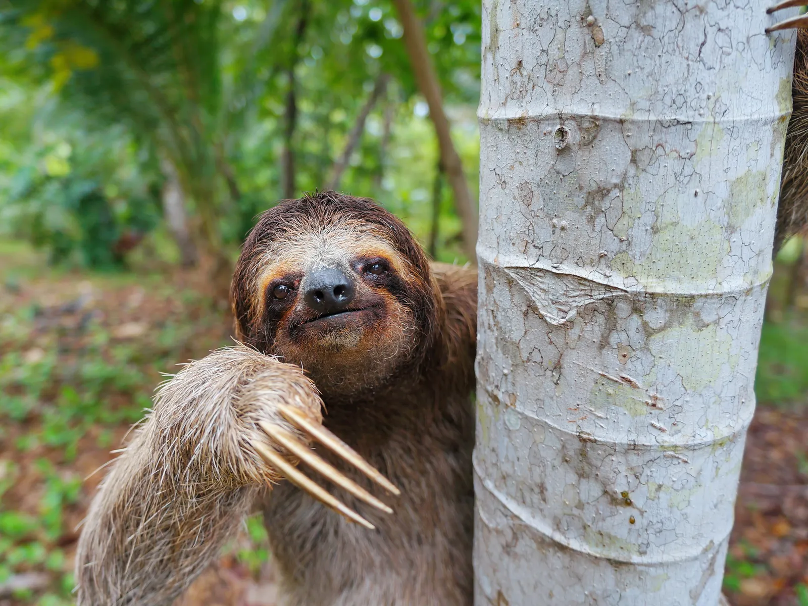 Nature Wildlife Float + Sloth — photo 2