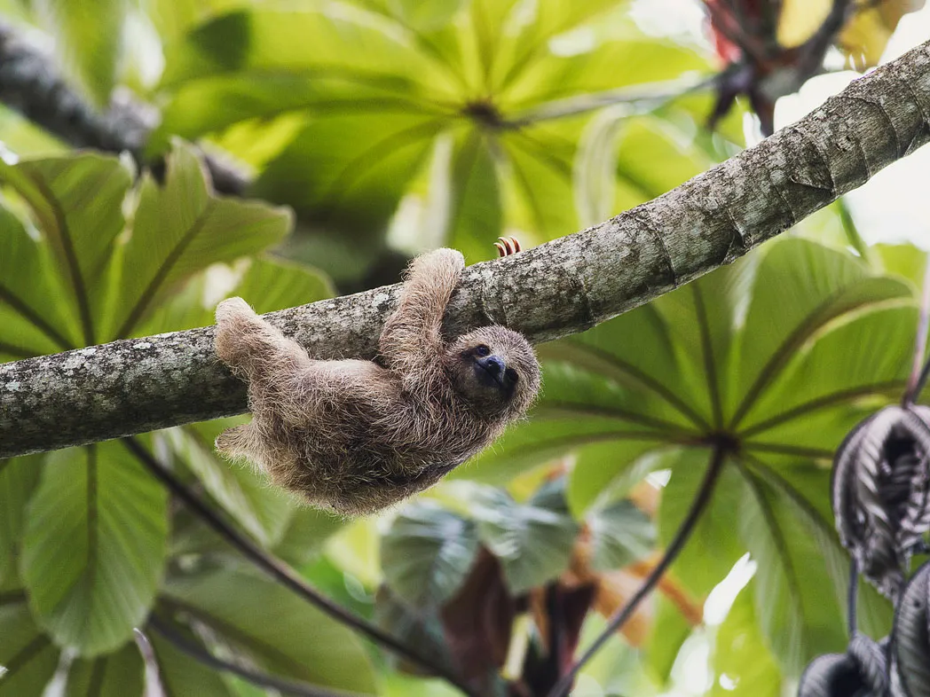 Nature Wildlife Float + Sloth — photo 1