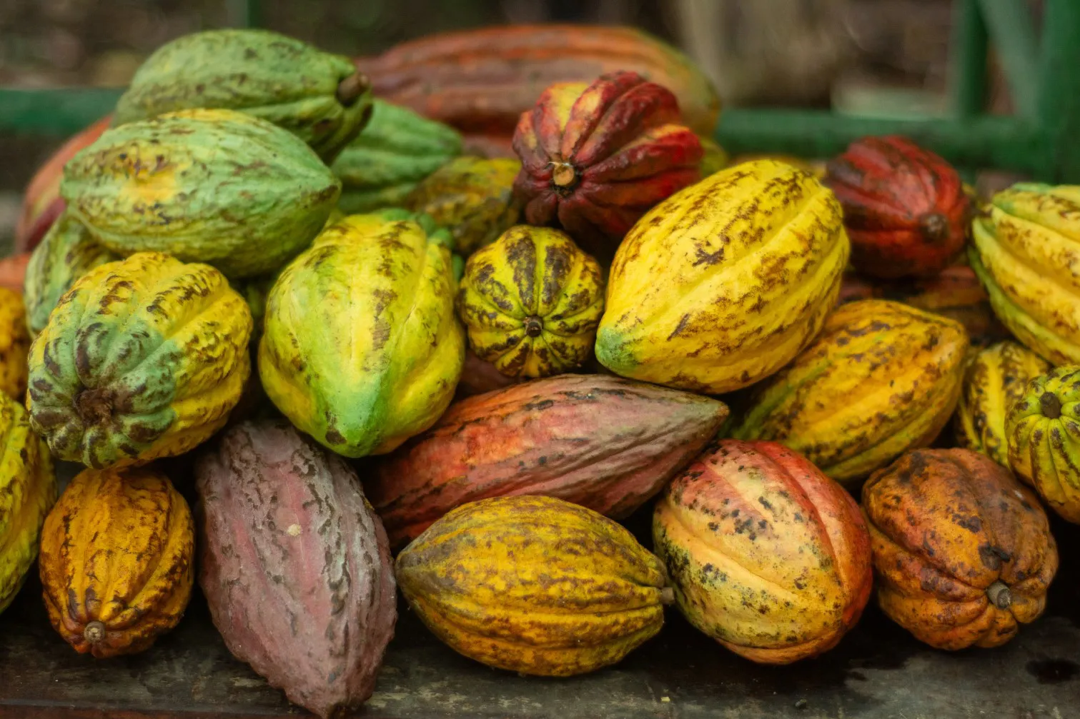 Rafting + Chocolate Tour — photo 2