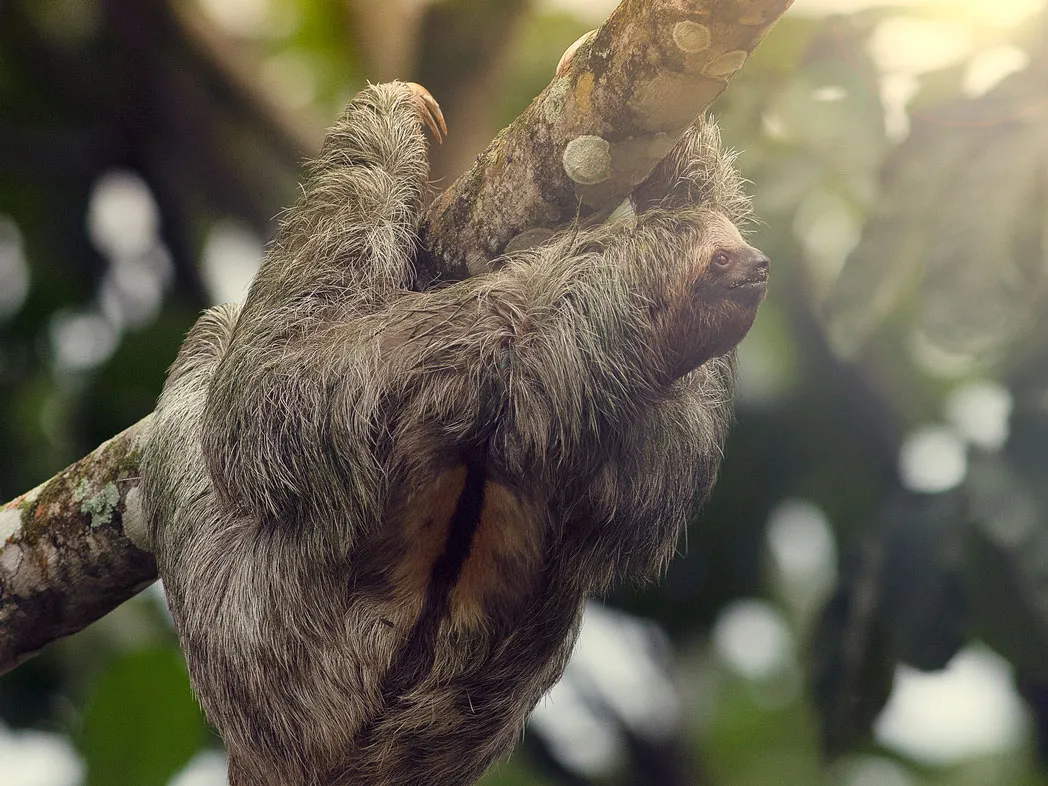 Rafting + Sloth Walk — photo 3