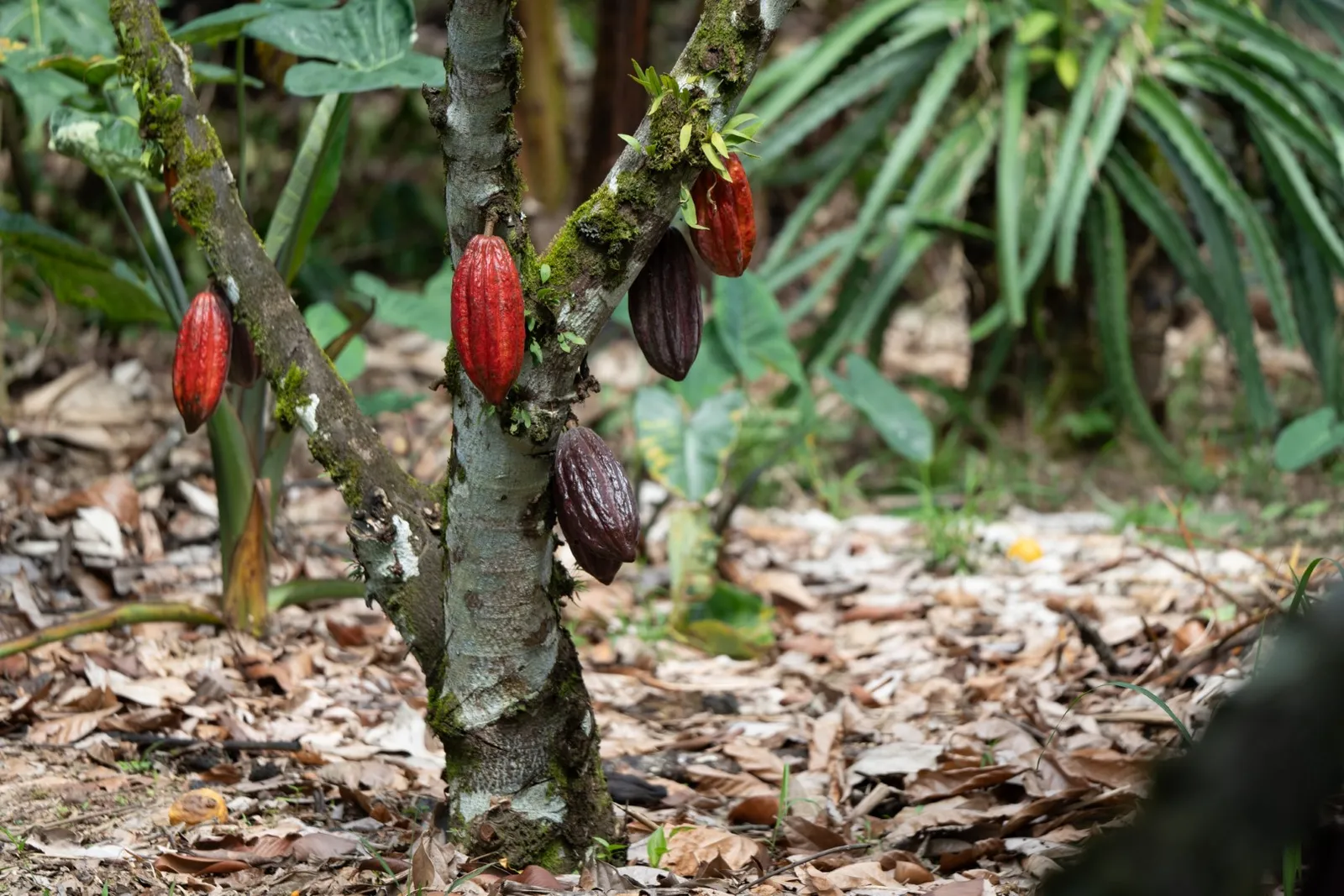 Rafting + Chocolate Tour — photo 3